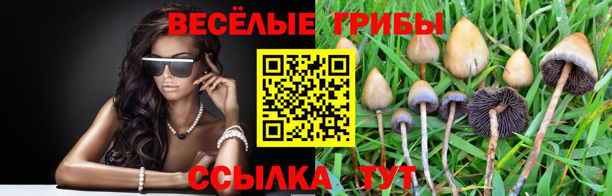 Артём  Псилоцибиновые грибы GOLDEN TEACHER  Вход с VPN  Псилоцибиновые грибы прущие грибы 
