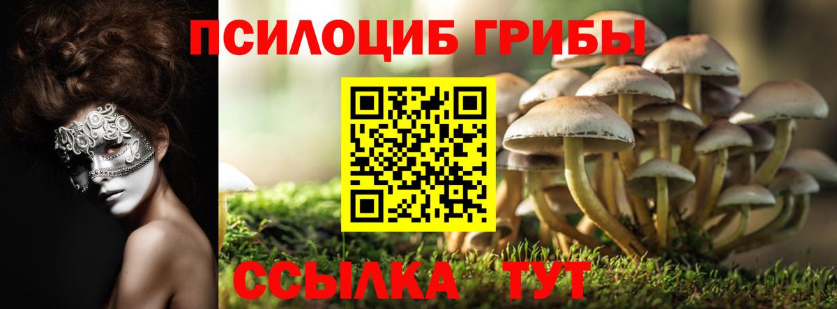 Галлюциногенные грибы Psilocybine cubensis Артём